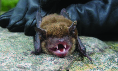Figure 3: A bat being held with its mouth open showing very thin teeth. Photo by National Park Service